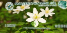 NADLEŚNICTWO NOWA SÓL wiosną